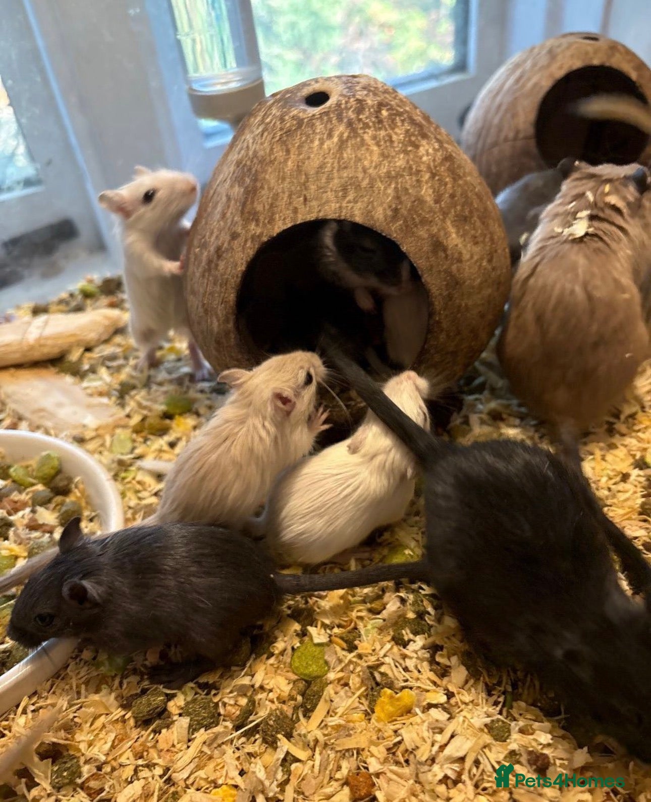 Gerbil rodents GERBILS FOR SALE - Advert 1