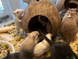 Gerbil rodents GERBILS FOR SALE - Advert 1