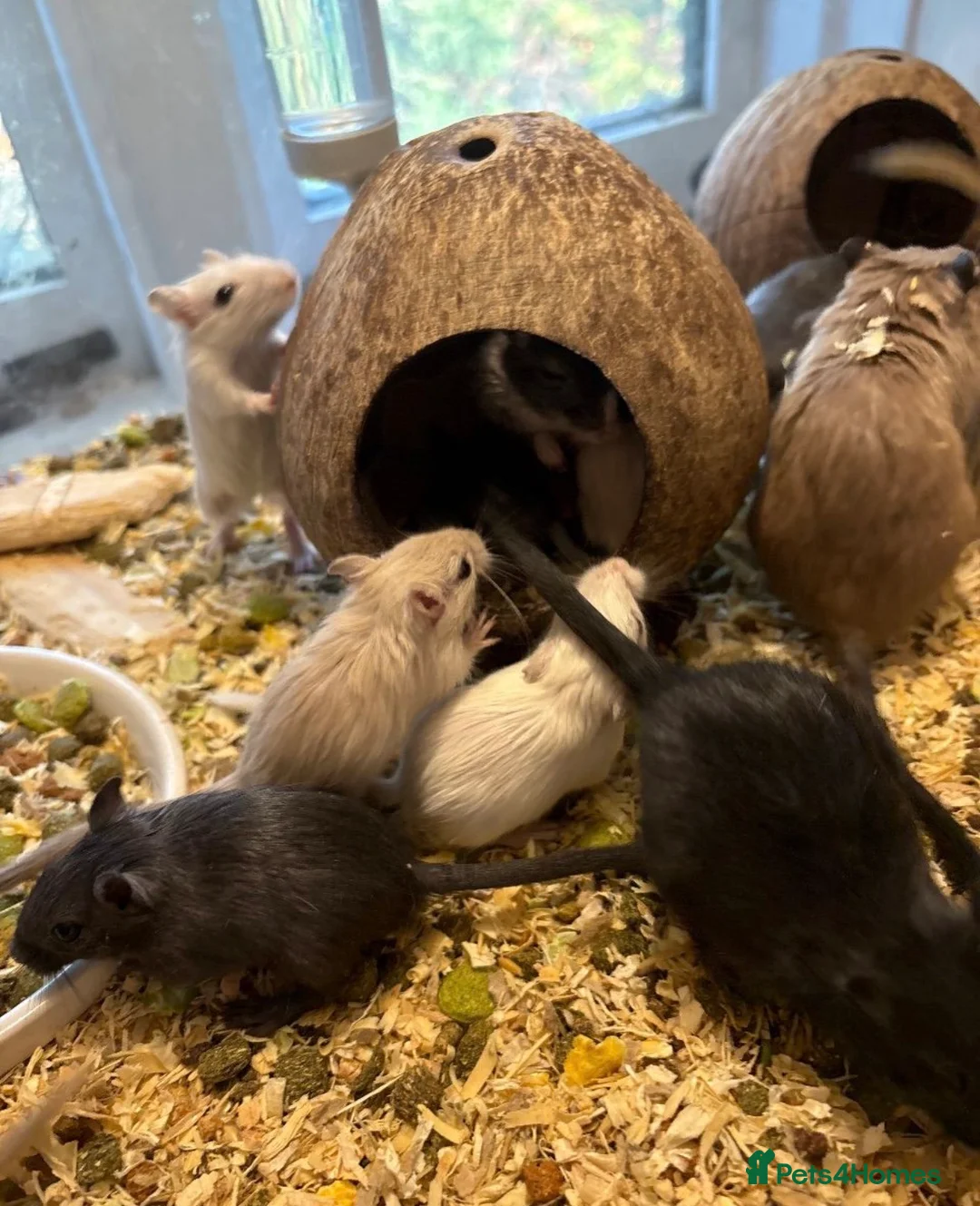 Gerbil rodents for sale: GERBILS FOR SALE - Advert 1