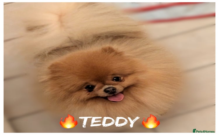 Pomeranian dogs - Advert 4