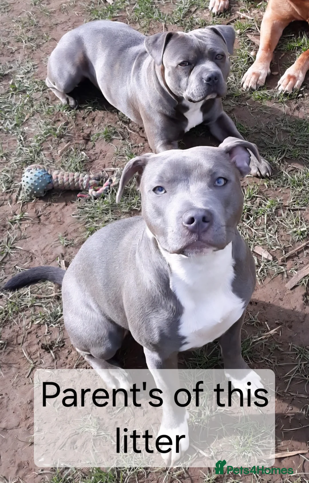 Staffordshire Bull Terrier dogs for sale: Pedigree Blue Staffordshire Bull Terrier Puppies  - Advert 2