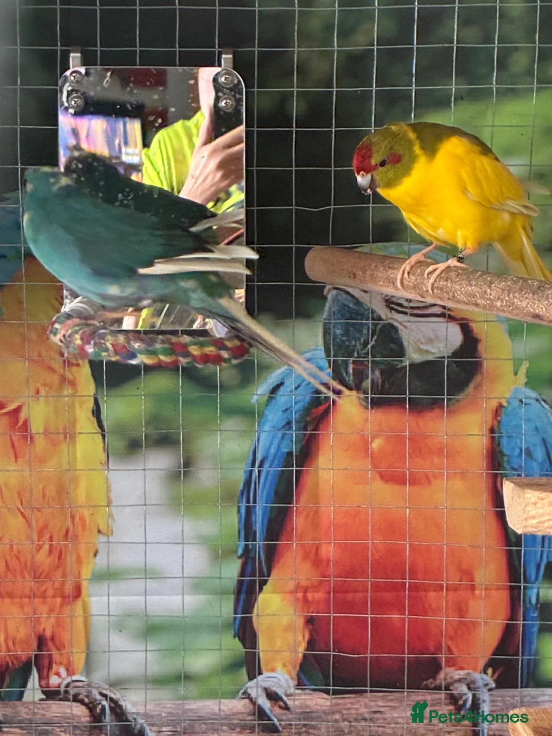 Cockatiels birds for sale: Bonded kakarikis in Otley - Advert 1