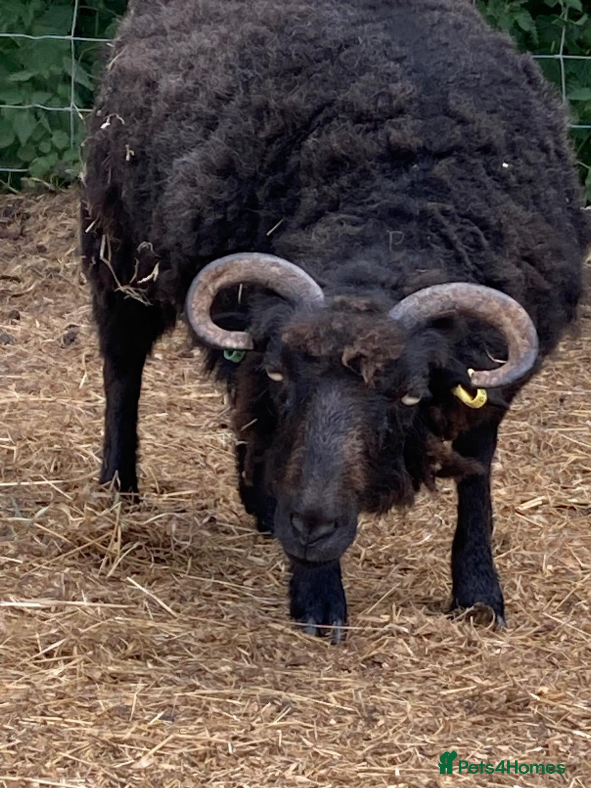 Sheep livestock Oessant Sheep (wether) - Advert 13