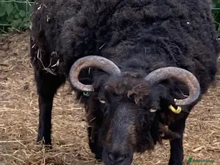 Sheep livestock Oessant Sheep (wether) - Advert 13