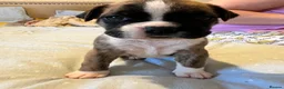 Boxer dogs for sale: Last 1 adorable boxer puppy available  - Advert 3