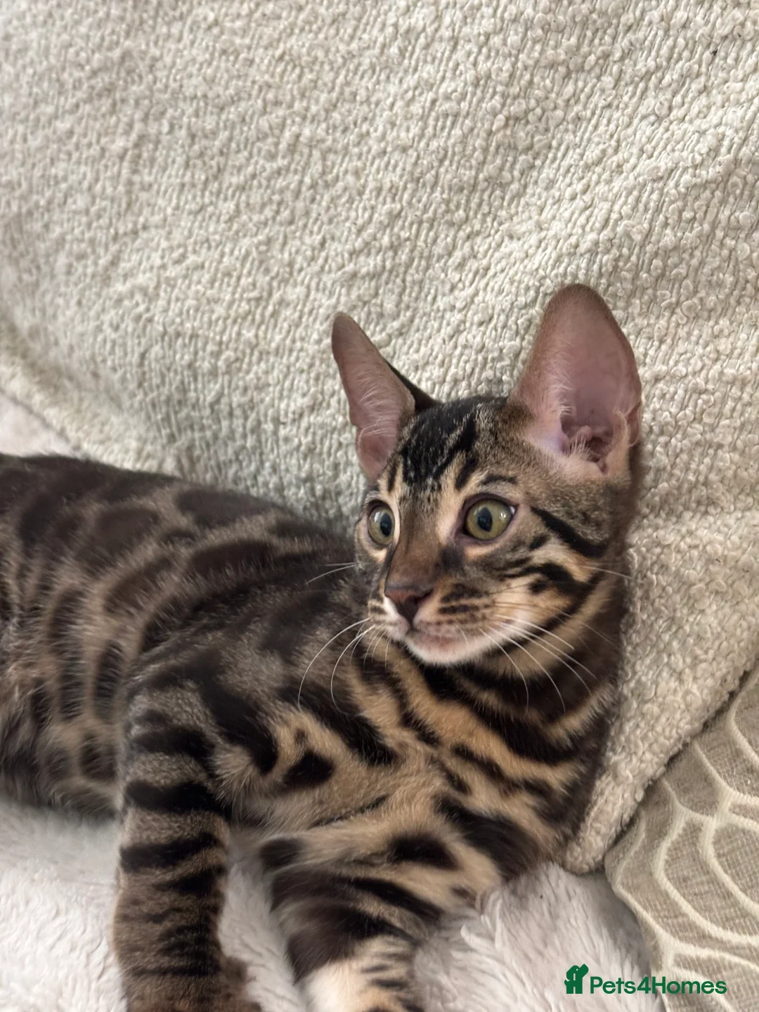 Bengal cats for sale: 🌟pedigree bengal kittens🌟 - Advert 2
