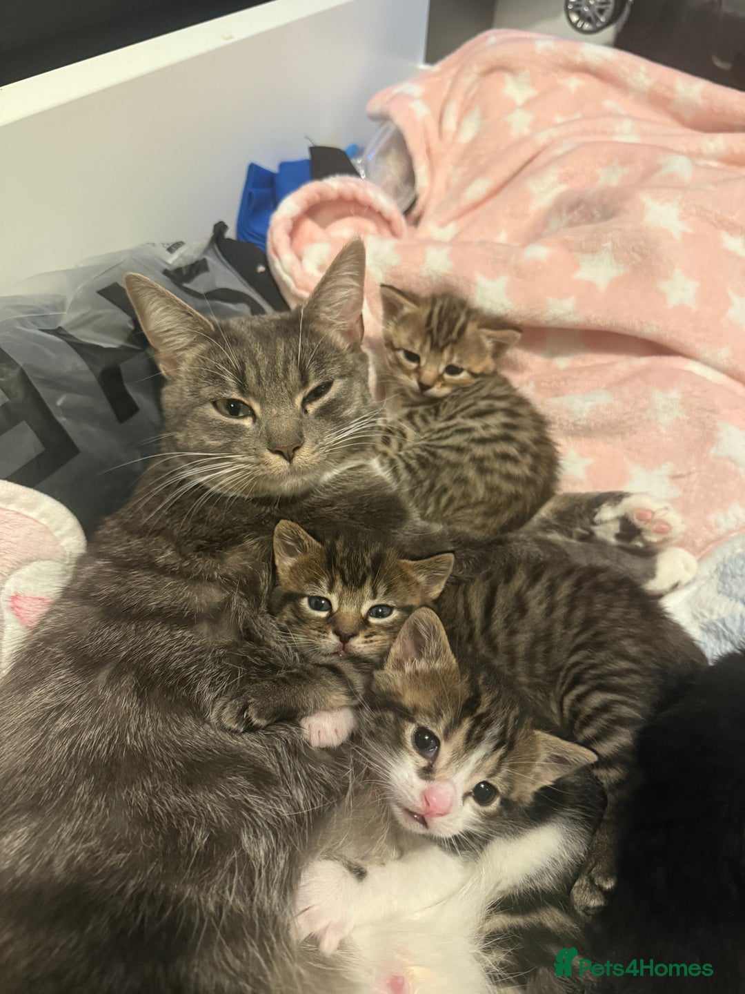 Mixed Breed cats for sale: 4 Kittens for sale  - Advert 2