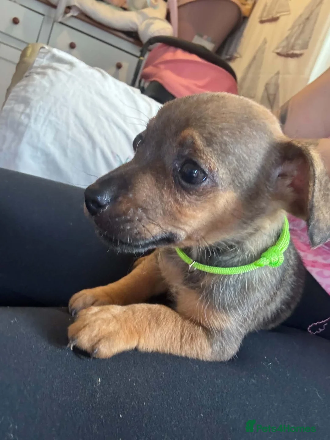 Jack Russell dogs for sale: Little cuties jack Russell  - Advert 2