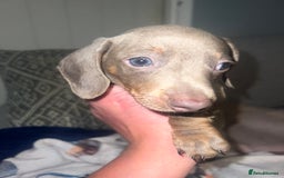 Miniature Dachshund dogs for sale: Isabella & Tan Mini Dachshund puppies 🤎 - Advert 6