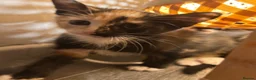 Mixed Breed cats for sale: 2 kittens 1 female 1 male  - Advert 9