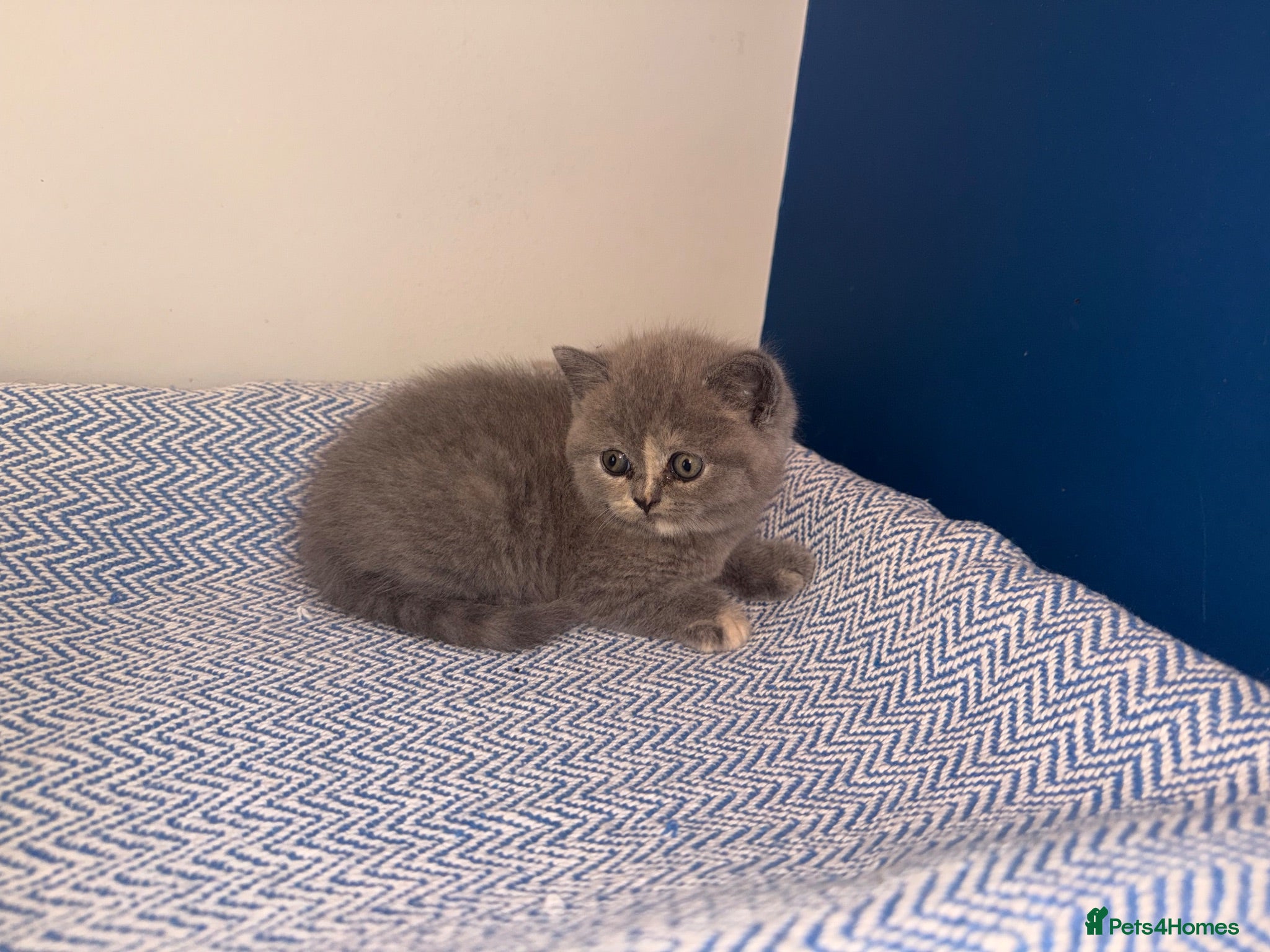 British Shorthair cats GCCF REGISTERED BRITISH SHORTHAIRS  - Advert 1