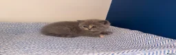 British Shorthair cats for sale: GCCF REGISTERED BRITISH SHORTHAIRS  - Advert 6