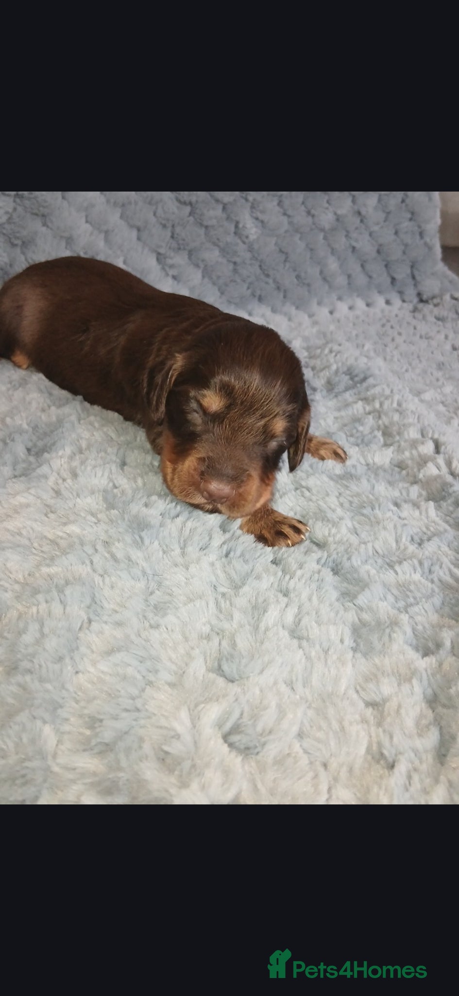 Cocker Spaniel dogs 7 beautiful cocker spaniel puppies for sale - Advert 1