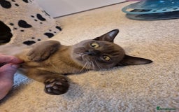 Burmese cats for sale: Gorgeous Pedigree Female Burmese Kittens - Image 14