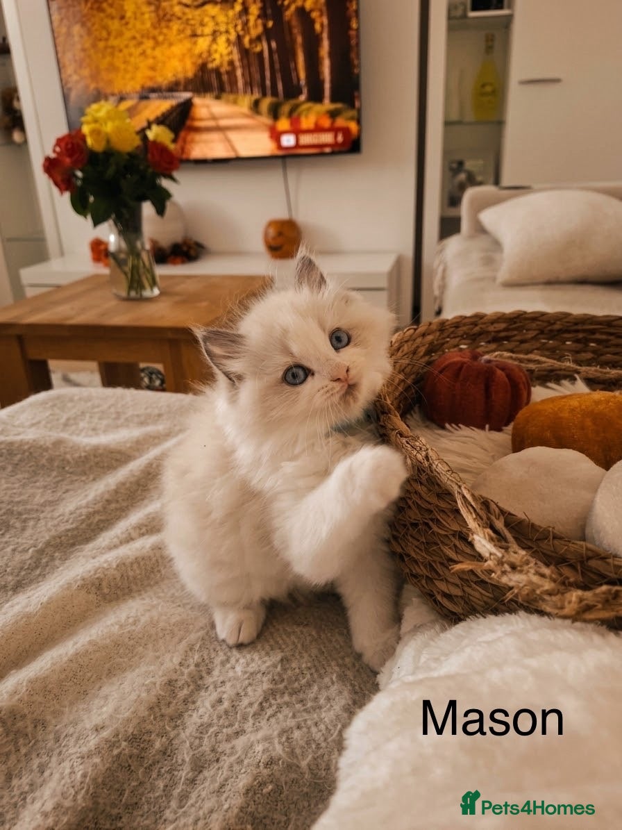 Ragdoll cats Stunning TICA-Registered Ragdoll Kittens - Advert 2