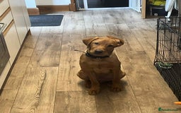 Labrador Retriever dogs for sale: 6 month old red fox labrador for sale - Image 1