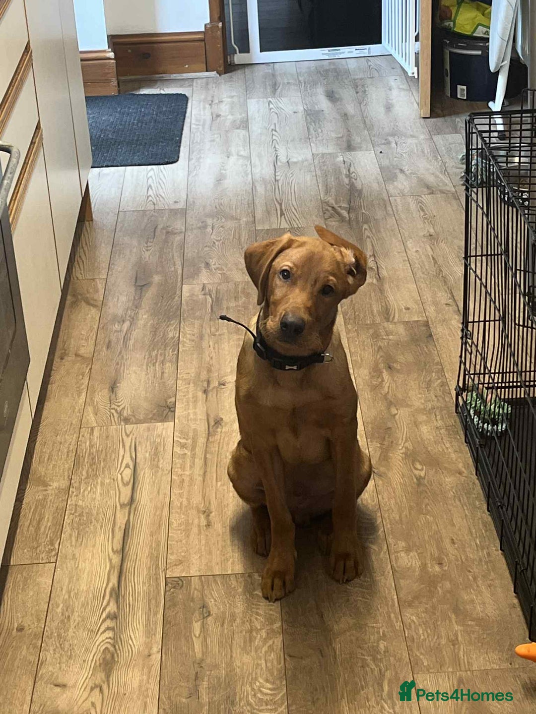 Labrador Retriever dogs for sale: 6 month old red fox labrador for sale - Image 1