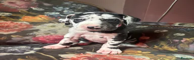 Great Dane 5 Carla 
