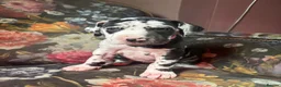 Great Dane dogs for sale: Great Dane puppies for sale  in Wakefield - Advert 6