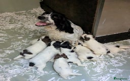 English Springer Spaniel dogs for sale: Speckled mixed colour ESS pups,TESTED PARENTS - Image 20