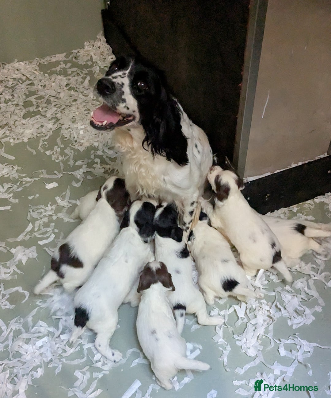 English Springer Spaniel dogs for sale: Speckled mixed colour ESS pups,TESTED PARENTS - Image 20