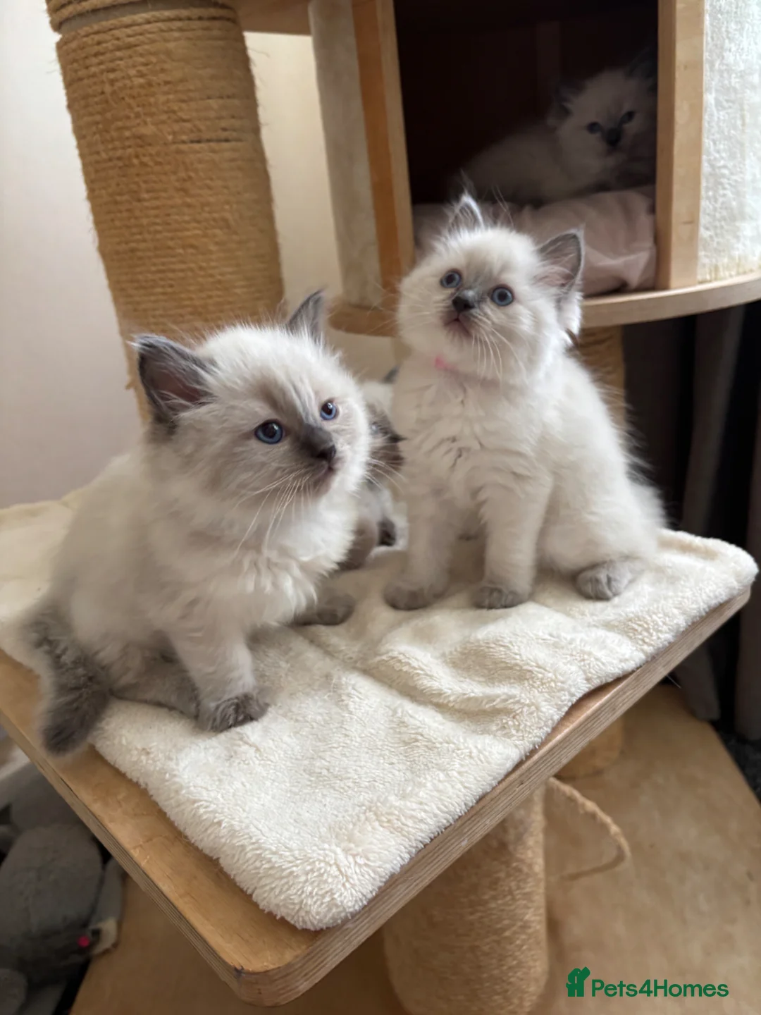Ragdoll cats for sale: ✨ Beautiful Blue Point Ragdoll Kittens ready now in Gloucester - Advert 2