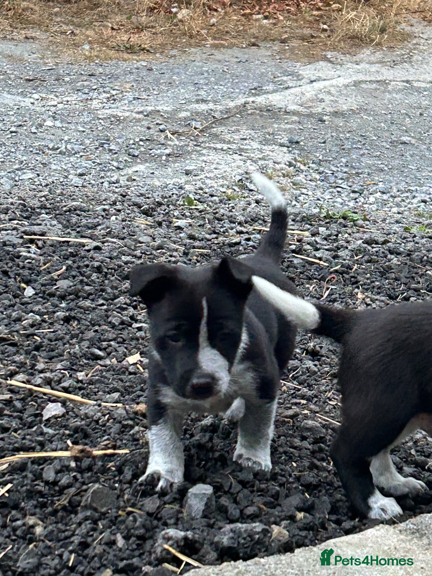 Mixed Breed dogs Jack Russell / border collie mix  - Advert 1