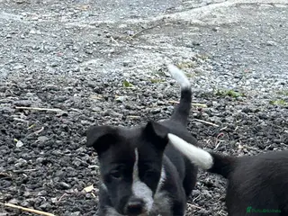 Mixed Breed dogs Jack Russell / border collie mix - Advert 1