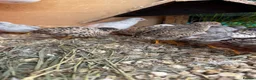 Quail poultry for sale: Adult Button quails - Advert 2