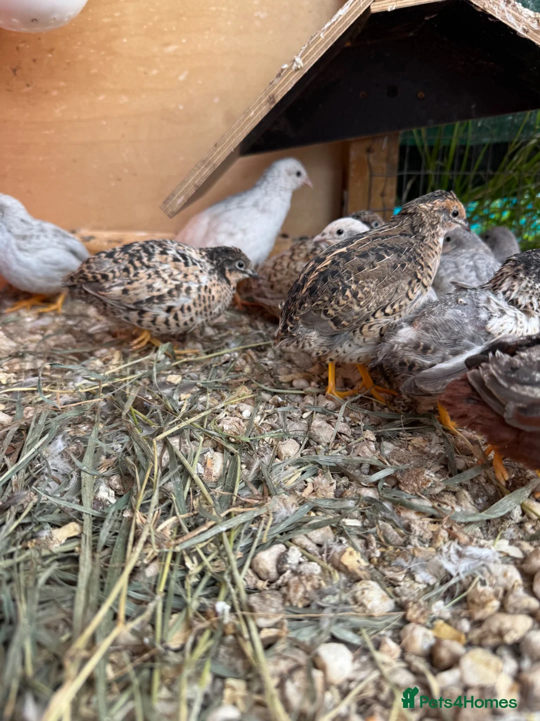 Quail poultry for sale: Adult Button quails - Advert 2