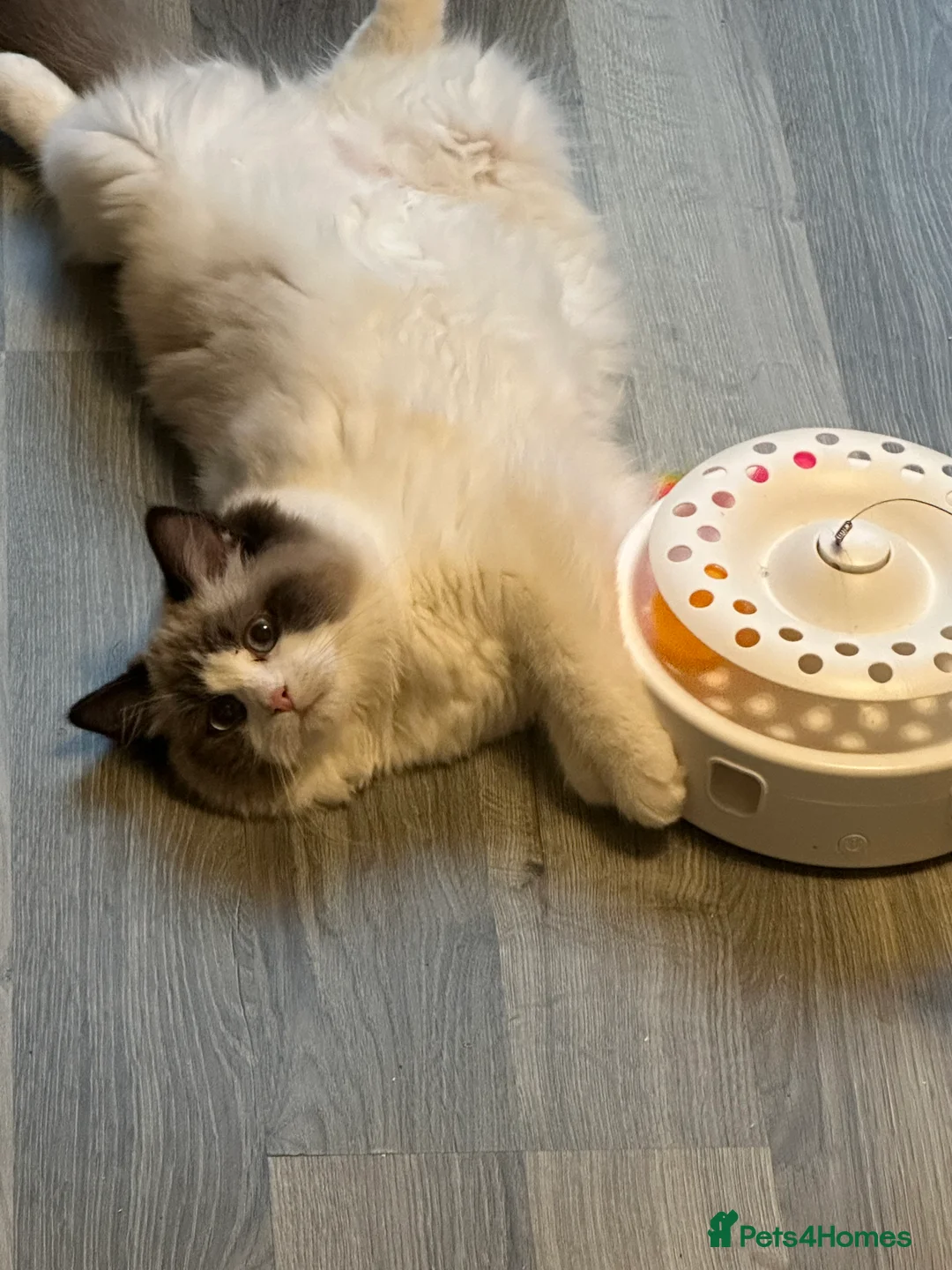 Ragdoll cats for sale:  ACTIVE CAT OR pet TICA Registered Ragdoll Kittens - Advert 38