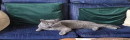 British Shorthair cats for sale: Gorgeous british short hair kitten - Advert 2