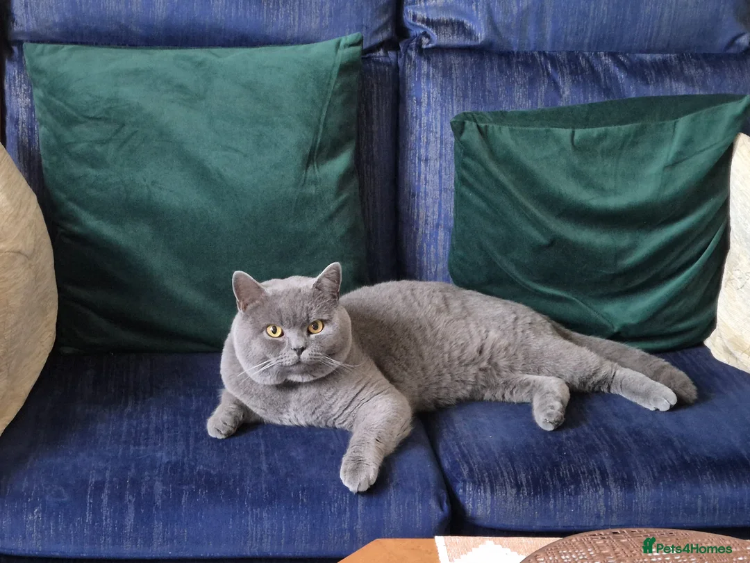 British Shorthair cats for sale: Gorgeous british short hair kitten - Advert 2