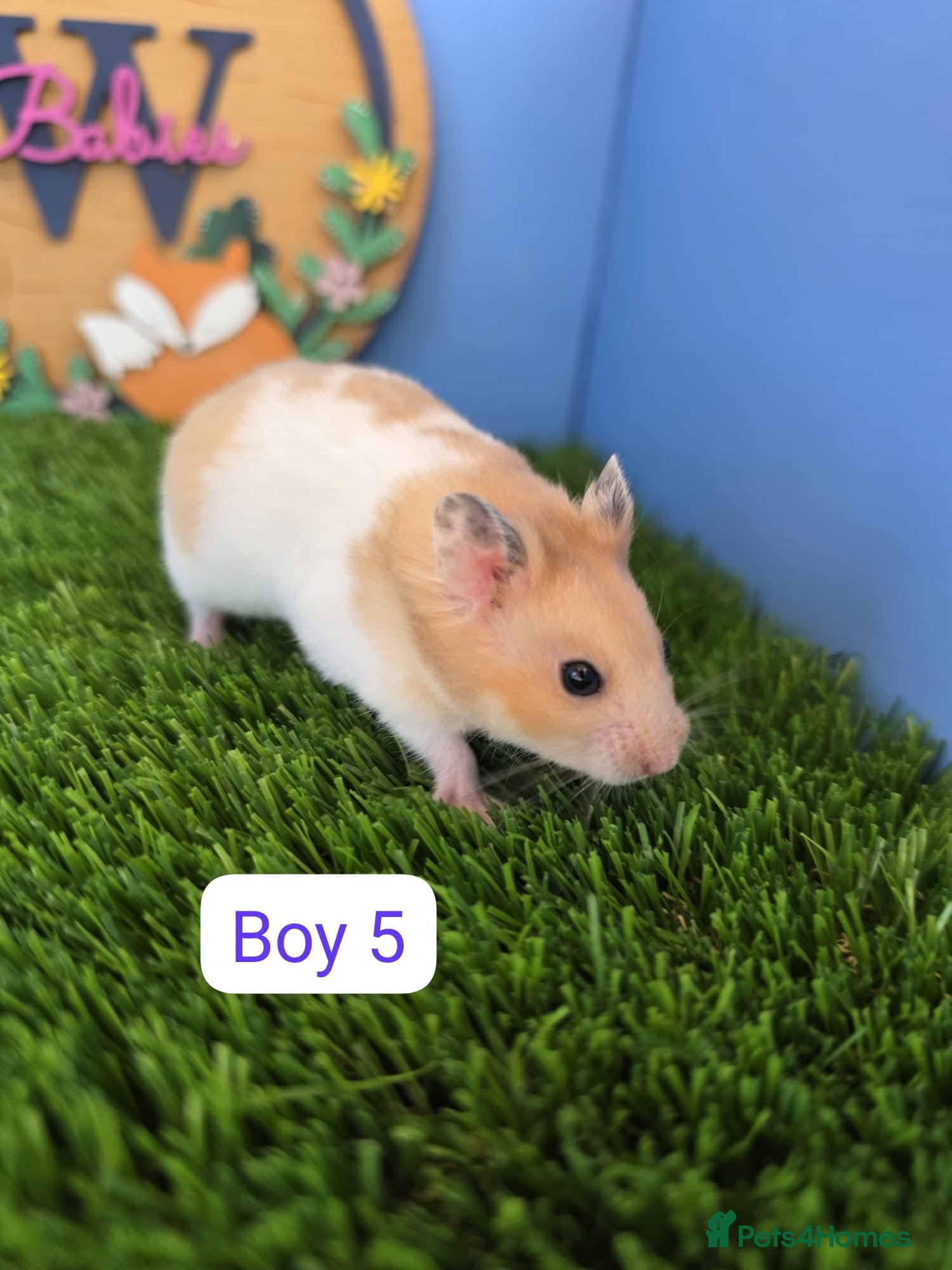 Hamster rodents Syrian Hamster Baby Male Female Pedigree Boy Girl - Advert 2