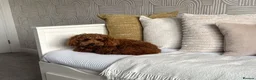 Cavapoo dogs for sale: Waiting List Open-Deep Fox Red Cavapoos - 27th Aug - Advert 10