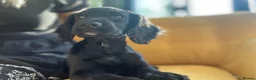 Cocker Spaniel dogs for sale: Ready to leave now - Advert 7