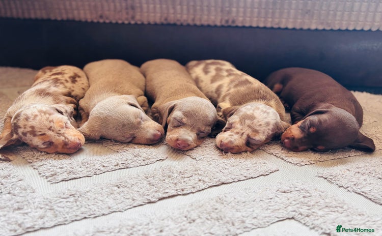 Miniature Dachshund dogs - Advert 2