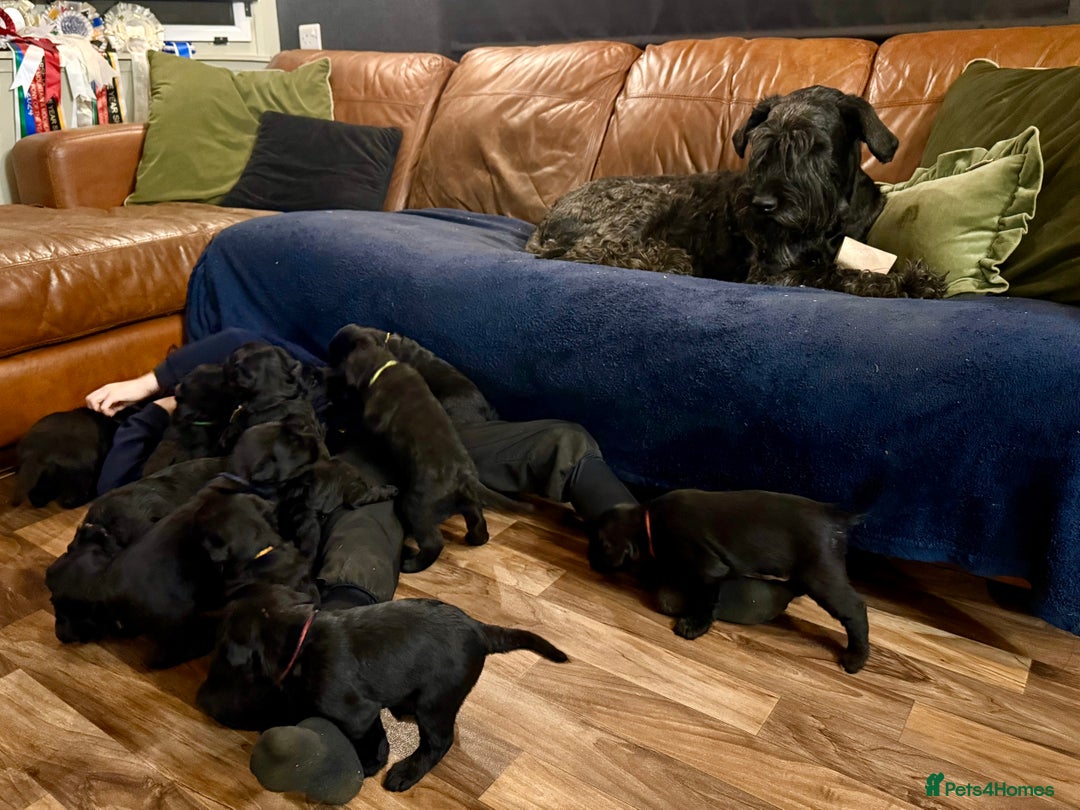 Giant Schnauzer dogs for sale: Show quality KC registered Giant Schnauzers  - Advert 2