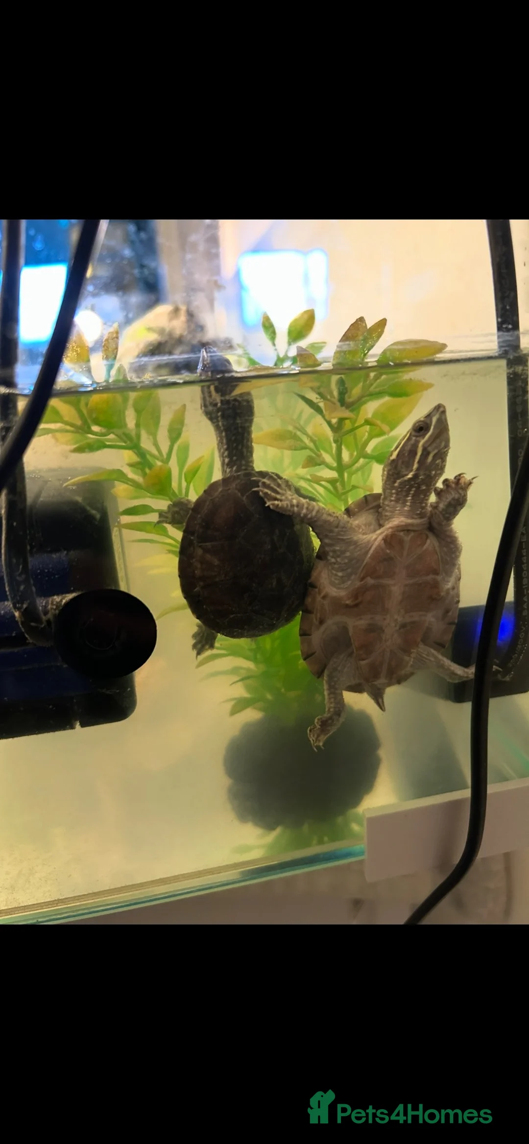 Mixed Breed reptiles for sale: Musk turtles and full set up for sale. in Staines - Advert 4