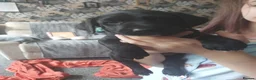 Mixed Breed dogs for sale: Mixed labrador puppies  - Advert 29
