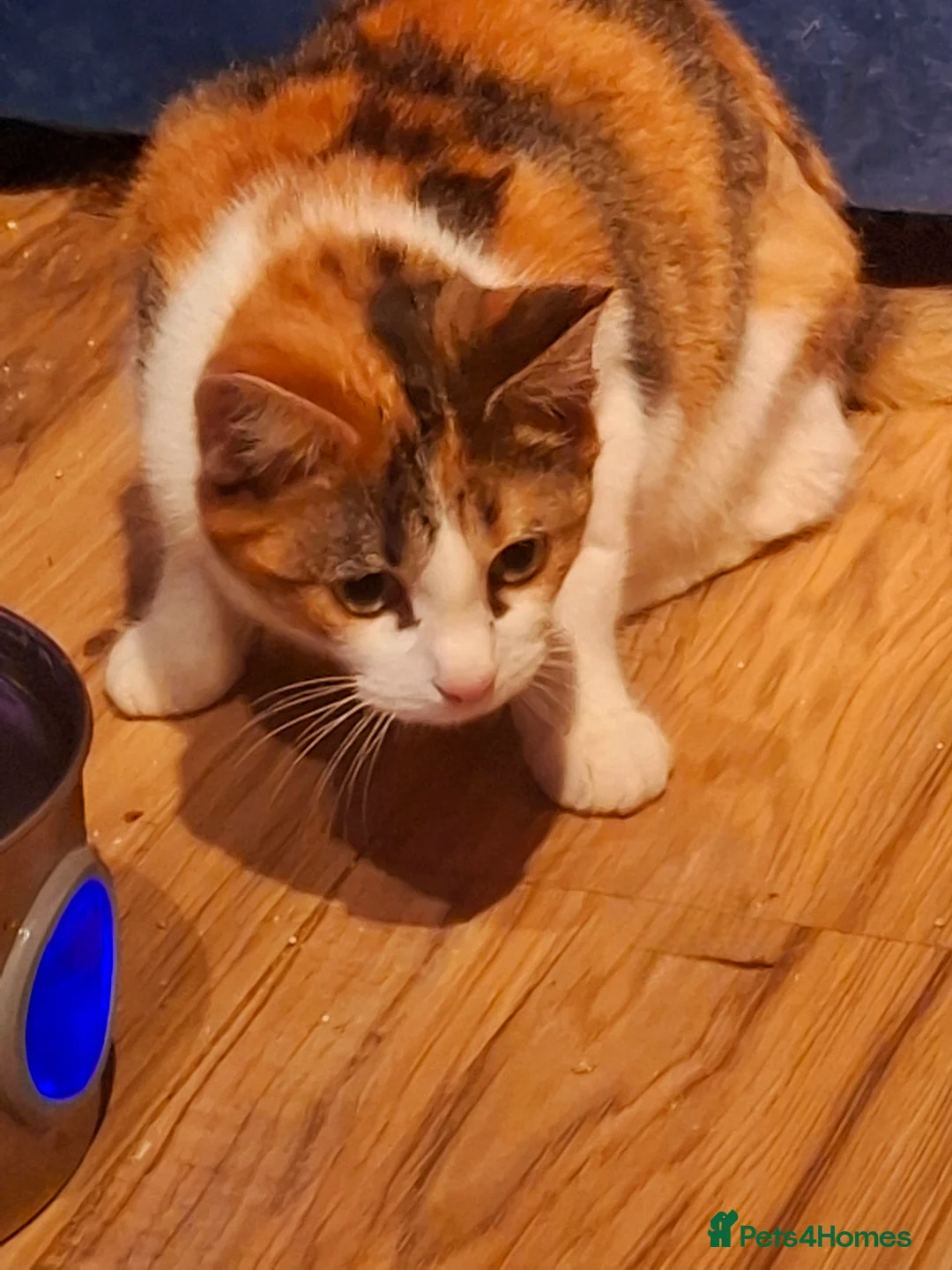 Domestic Shorthair cats for adoption: 🌸 Rose a special young female cat for adoption in Doncaster - Advert 3