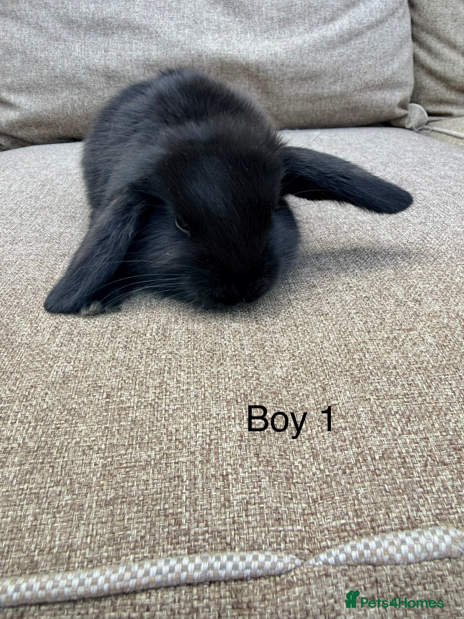 Mini Lop rabbits 1 Gorgeous Mini lop bunny ready to go!  - Advert 20