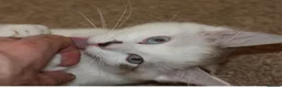 Ragdoll cats for sale: Pure bred Ragdoll Kitten High White Bi-Colour  - Advert 7