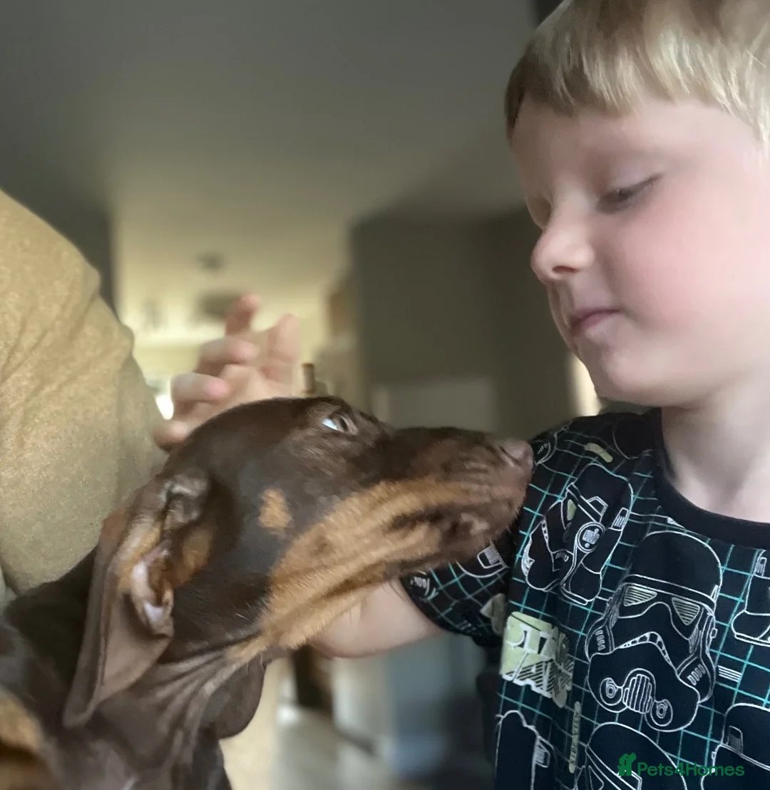 Dachshund dogs for sale: Stunning Solid Blue & Choc & Tan Dachshunds  - Advert 1
