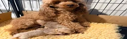 Maltipoo dogs for sale: Beautiful maltipoo puppies F1 in Bishop's Stortford - Advert 4