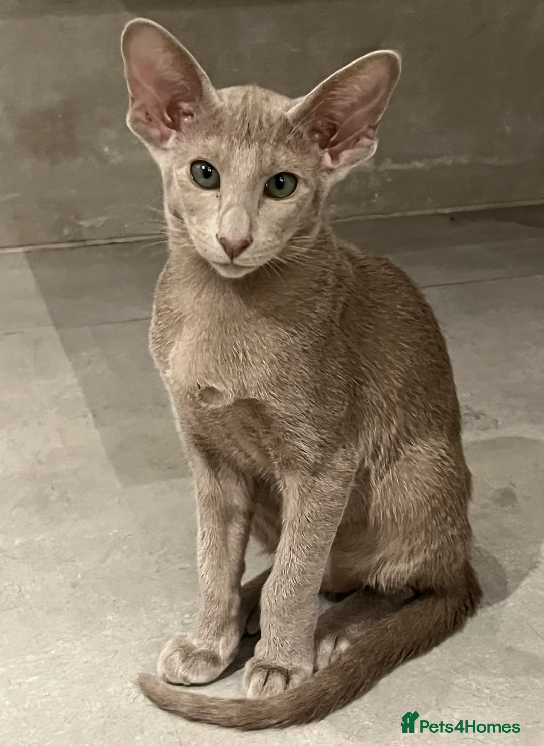 Oriental cats for sale: Supreme pedigree Oriental kittens GCCF reg - Advert 26