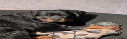 Rottweiler dogs for sale: Fluffy Rottweiler  - Advert 2