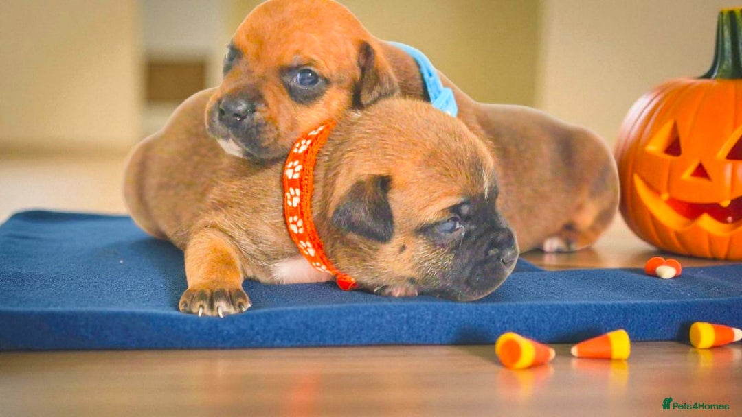 Staffordshire Bull Terrier dogs for sale: SHOW QUAILTY RED STAFF PUPPIES  - Image 15