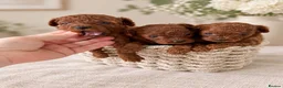 Toy Poodle dogs for stud: Asian Deep red Proven KC toy poodle for stud  - Advert 5