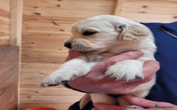 Golden Retriever dogs for sale: Golden retriever puppies  - Image 6